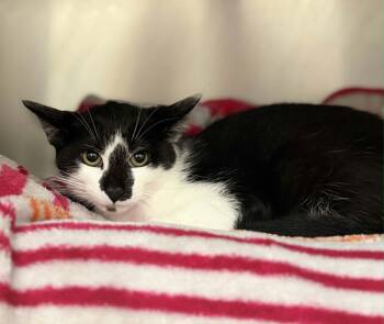 Stark -  Domestic Medium Hair Cat for Adoption in Fruit Heights, Utah - Stark | PetCurious