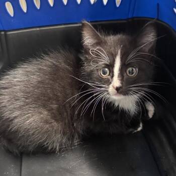 Bonk -  Domestic Medium Hair Cat for Adoption in Manhattan, Kansas - Bonk | PetCurious