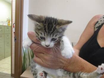 DOT -  Domestic Short Hair Cat for Adoption in Ocala, Florida - DOT | PetCurious