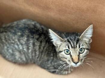 JUNEBUG -  Domestic Short Hair Cat for Adoption in Dallas, Texas - JUNEBUG | PetCurious