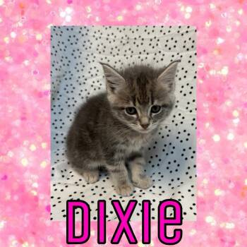 Domestic Medium Hair Cats Available for Adoption in Royse City, Texas - Dixie | PetCurious