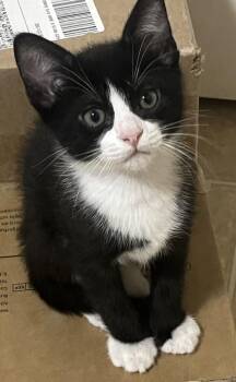 Dazzle -  Domestic Short Hair Cat for Adoption in Lafayette, Colorado - Dazzle | PetCurious