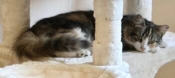 Rescue Domestic Medium Hair Cats for Adoption in Trenton, New Jersey - Pixie | PetCurious