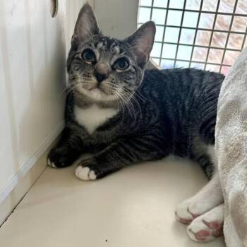 Domestic Short Hair Cats Available for Adoption in Toms River, New Jersey - Thelma | PetCurious
