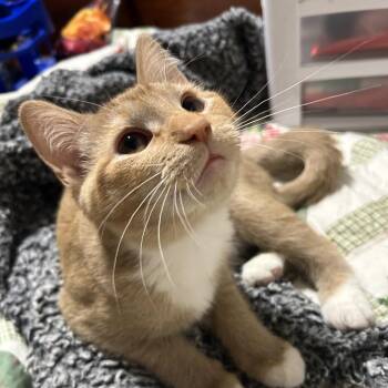 Shiba -  Domestic Short Hair Cat for Adoption in Rochester, Minnesota - Shiba | PetCurious