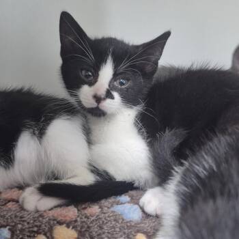 Benny the Jet -  Domestic Short Hair Cat for Adoption in Newark, New Jersey - Benny The Jet | PetCurious
