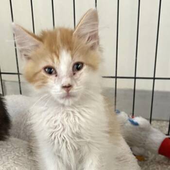 Domestic Short Hair Cats Available for Adoption in Kanab, Utah - Fried Rice | PetCurious