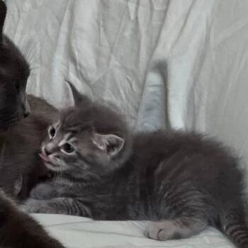 Martha Washington -  Domestic Medium Hair Cat for Adoption in Cumming, Georgia - Martha Washington | PetCurious