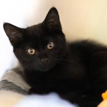 Ms. Moffett -  Domestic Short Hair Cat for Adoption in Wilmington, Delaware - Ms. Moffett | PetCurious