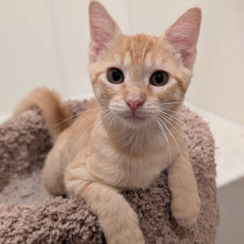 Rescue Domestic Short Hair Cats for Adoption in Starkville, Mississippi - Bow | PetCurious