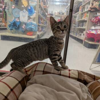 Delsy -  Domestic Short Hair Cat for Adoption in Falls Church, Virginia - Delsy | PetCurious