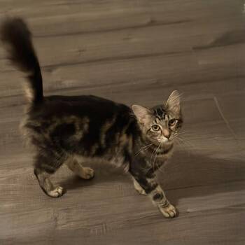 Aurora -  Domestic Medium Hair Cat for Adoption in Fort Worth, Texas - Aurora | PetCurious