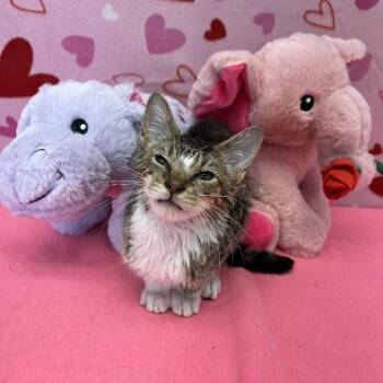 Domestic Short Hair Cats Available for Adoption - Maddox | PetCurious