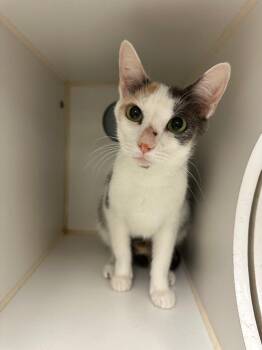 Ava (Morningside) -  Domestic Medium Hair Cat for Adoption in Johnson City, Tennessee - Ava (Morningside) | PetCurious
