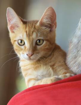 Han -  Domestic Short Hair Cat for Adoption in North Fort Myers, Florida - Han | PetCurious