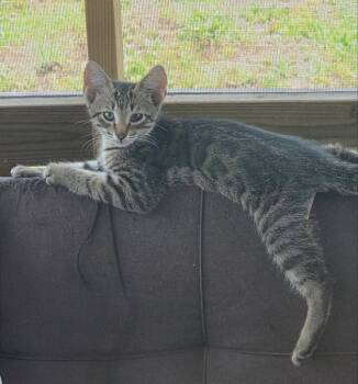 Tiger -  Tabby Cat for Adoption in Knoxville, Tennessee - Tiger | PetCurious