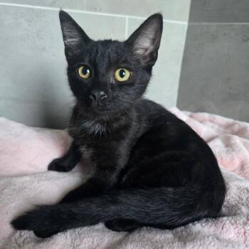 Minion -  Domestic Short Hair Cat for Adoption in Centerville, Tennessee - Minion | PetCurious