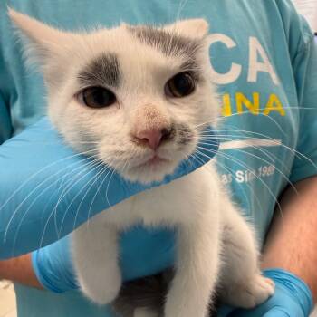 Rescue Domestic Short Hair Cats for Adoption in Troy, Virginia - Cupid | PetCurious