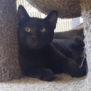 Mamiya -  Domestic Short Hair Cat for Adoption in Corpus Christi, Texas - Mamiya | PetCurious