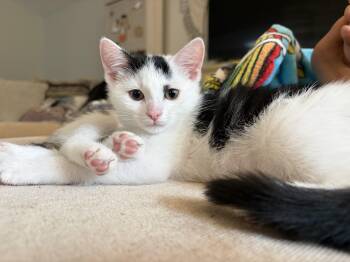 Jasper -  Domestic Short Hair Cat for Adoption - Jasper | PetCurious