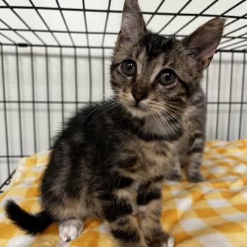 Paulette -  Domestic Short Hair Cat for Adoption in Houston, Texas - Paulette | PetCurious