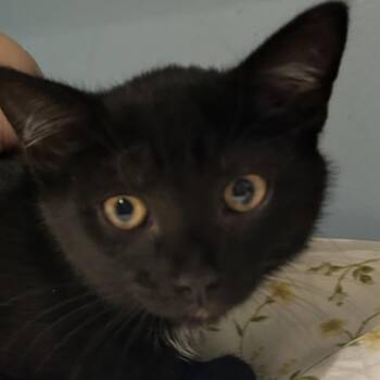 Sage -  Domestic Short Hair Cat for Adoption in Chattanooga, Tennessee - Sage | PetCurious