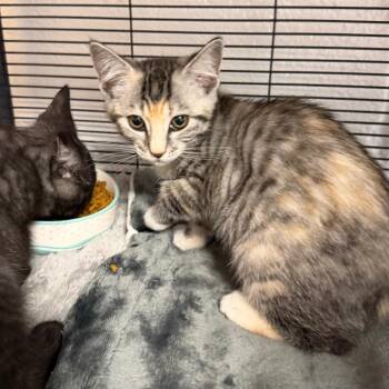 Ivy -  Domestic Short Hair Cat for Adoption in Hampton Bays, New York - Ivy | PetCurious