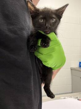 RENNA -  Domestic Short Hair Cat for Adoption in Indianapolis, Indiana - RENNA | PetCurious