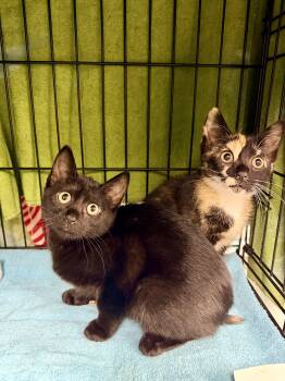 Patches and Sky -  Domestic Short Hair Cat for Adoption in Bellmawr, New Jersey - Patches And Sky | PetCurious