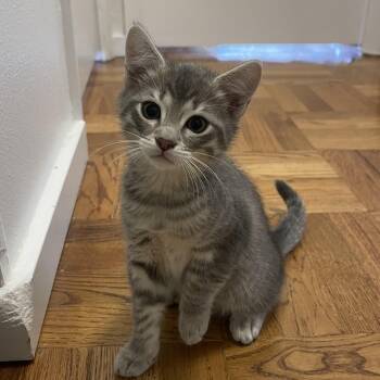 Sebastian -  Domestic Short Hair Cat for Adoption in Renton, Washington - Sebastian | PetCurious