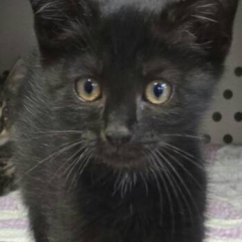 Chicken -  Domestic Short Hair Cat for Adoption in Orange, Virginia - Chicken | PetCurious