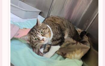 Domestic Short Hair Cats Available for Adoption in Metamora, Illinois - Madeline-Q | PetCurious