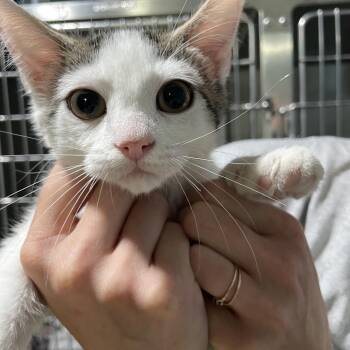 Katrina -  Domestic Short Hair Cat for Adoption in Newport, North Carolina - Katrina | PetCurious