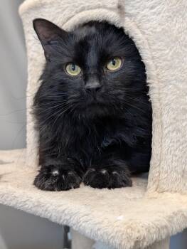 Domestic Long Hair Cats Available for Adoption - Haru | PetCurious