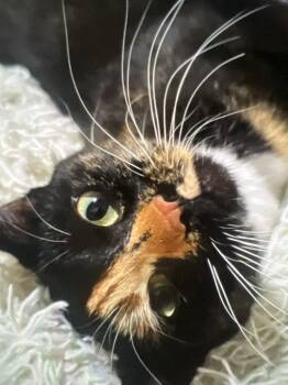 Domestic Short Hair Cats Available for Adoption in Battle Ground, Washington - Lella | PetCurious