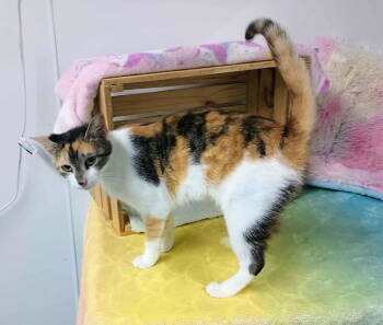 Rescue Calico and Domestic Short Hair Cats for Adoption in Morehead, Kentucky - Kate | PetCurious