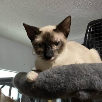 Simon Jo -  Siamese and Domestic Short Hair Cat for Adoption in Tallahassee, Florida - Simon Jo | PetCurious