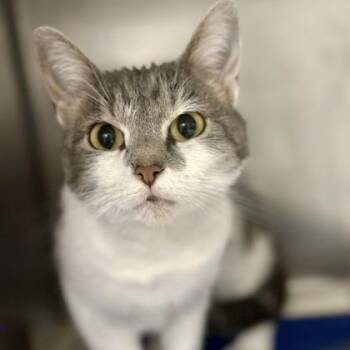 American Shorthair Cats Available for Adoption in Bethel, Connecticut - Yumi | PetCurious