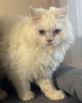 Paulie (Persian, kitten) -  Persian Cat for Adoption in Fairfax, Virginia - Paulie (Persian, Kitten) | PetCurious