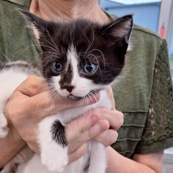 Domestic Short Hair Cats Available for Adoption in Montgomery, Alabama - Rapunzel | PetCurious