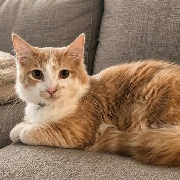 Domestic Medium Hair Cats Available for Adoption in Saginaw, Michigan - Monterey Jack | PetCurious