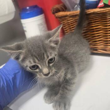Domestic Short Hair Cats Available for Adoption in Milton, Florida - Sarah | PetCurious