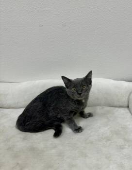 Nila -  Tabby Cat for Adoption in Newberg, Oregon - Nila | PetCurious