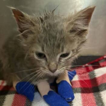 Toasty C26-231 -  Domestic Medium Hair Cat for Adoption in Lebanon, Tennessee - Toasty C26-231 | PetCurious