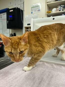 Domestic Short Hair Cats Available for Adoption in Albuquerque, New Mexico - PAPA JED | PetCurious