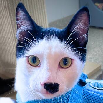 Skye -  Domestic Short Hair Cat for Adoption in Santa Fe, New Mexico - Skye | PetCurious