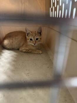 Cheeto Puff 1159-26 -  Domestic Short Hair Cat for Adoption in Cumming, Georgia - Cheeto Puff 1159-26 | PetCurious