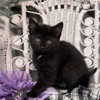 Domestic Short Hair Cats Available for Adoption in Eaton Rapids, Michigan - Mica Pockets 56099 | PetCurious
