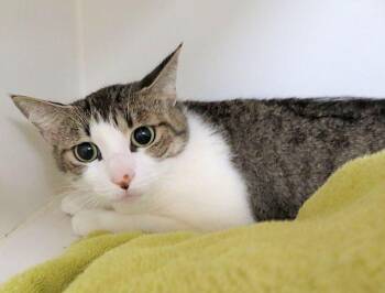 Domestic Short Hair Cats Available for Adoption in Oklahoma City, Oklahoma - A474575 | PetCurious
