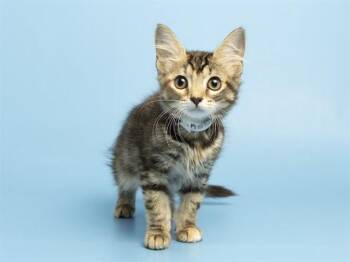 MERIDA -  Domestic Short Hair Cat for Adoption in Phoenix, Arizona - MERIDA | PetCurious